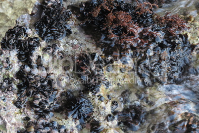 A colony of mussels in the Adriatic sea