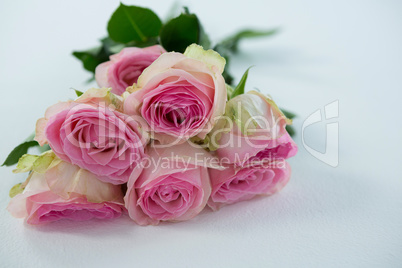 Bunch of pink roses on white background