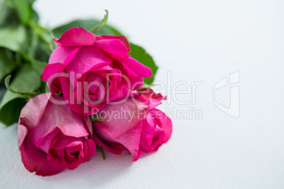 Bunch of pink roses on white background