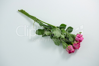 Bunch of pink roses on white background