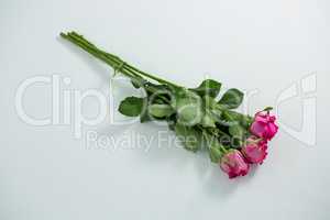 Bunch of pink roses on white background