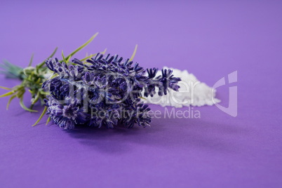 Close-up of lavender with salt