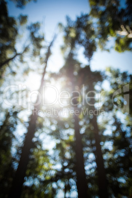 Blur view of trees in forest