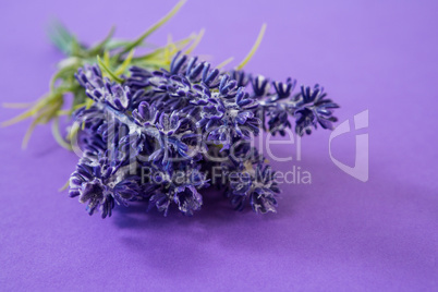 Close-up of lavender