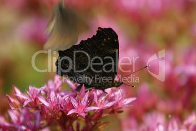 Schwarzer Schmetterling auf roter Blüte