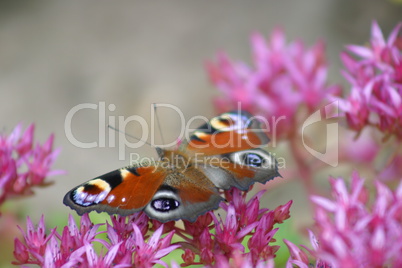 Schmetterling auf Blume