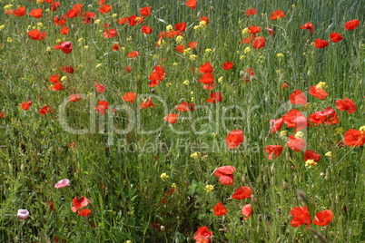 Mohnblüte auf Wiese