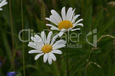 weiße Margarithen Blume