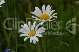 weiße Margarithen Blume