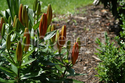 Orangefarbene Lilie im Beet