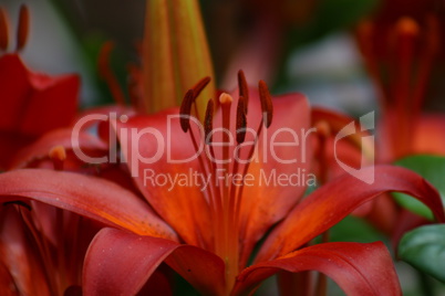 Orangefarbene Lilie Blüten