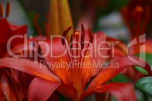 Orangefarbene Lilie Blüten