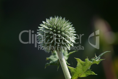 Gartendistel