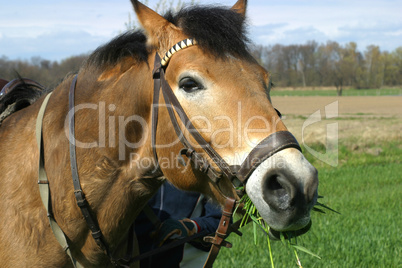 Braunes Pferd auf Wiese frisst Gras