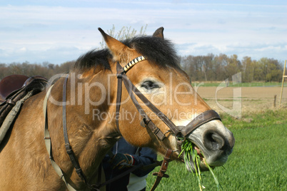 Braunes Pferd auf Wiese frisst Gras