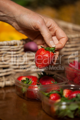 Hand of male staff holding strawberry