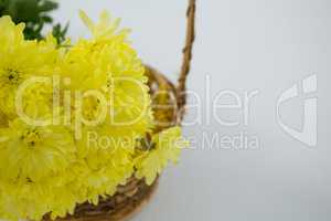 Yellow flowers in wicker basket on white background