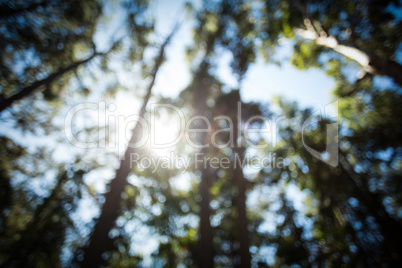 Blur view of trees in forest