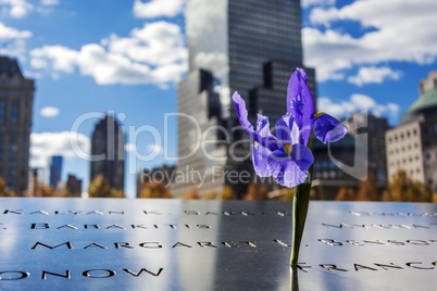 Flower at the 911 memorial world trade center