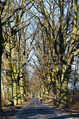 road, trees, road, alley, without leaves, bike tour