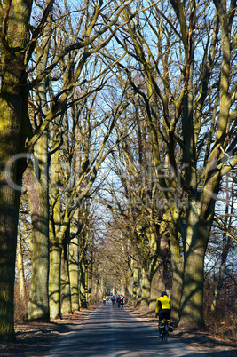road, trees, road, alley, without leaves, bike tour