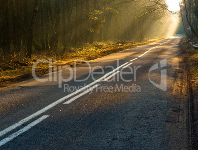 road, forest, ray, sun, haze, needles