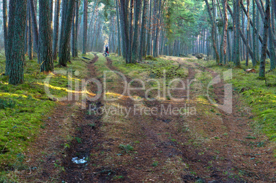 forest, road, pathway, green, coniferous, travel, bike, adventure, crossroads