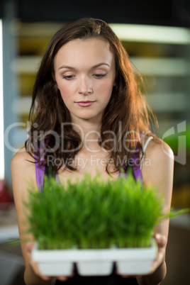Shop assistant holding a tray of herbs in the shop