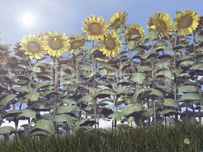 Sunflowers - 3D render