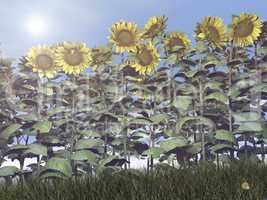 Sunflowers - 3D render