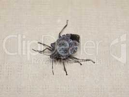 brown marmorated stink bug insect animal