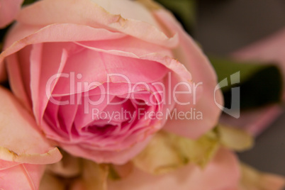 Close-up of pink rose