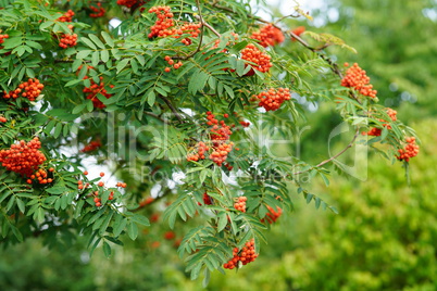 Red rowan berries