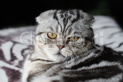 British Shorthair kitten