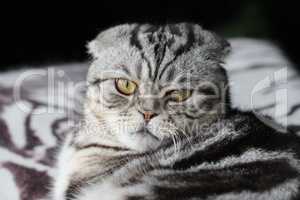 British Shorthair kitten