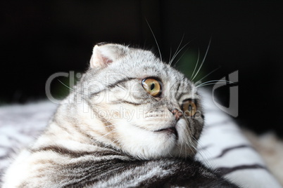 British Shorthair kitten