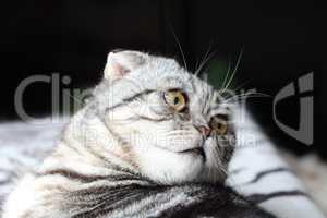 British Shorthair kitten