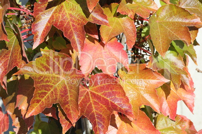 Beautiful autumn leaves of wild grapes