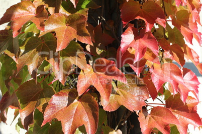 Beautiful autumn leaves of wild grapes