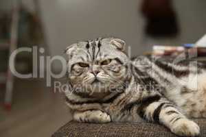 British Shorthair kitten