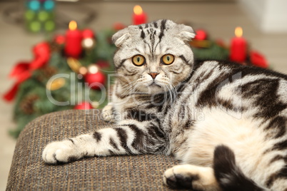 British Shorthair kitten