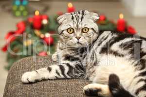 British Shorthair kitten