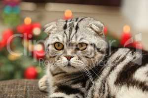 British Shorthair kitten