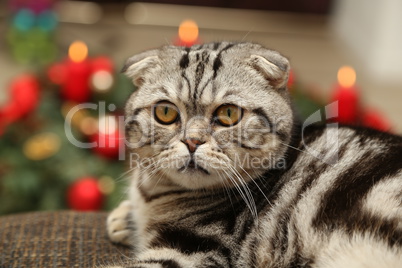 British Shorthair kitten