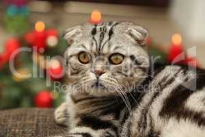 British Shorthair kitten