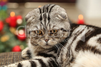 British Shorthair kitten