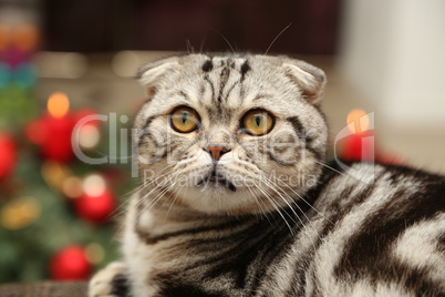 British Shorthair kitten