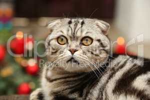 British Shorthair kitten