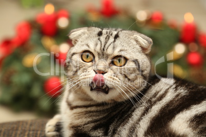 British Shorthair kitten