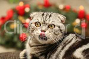 British Shorthair kitten